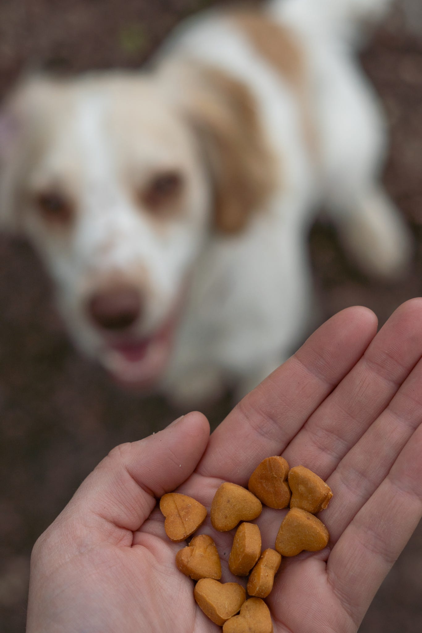 Tiny Treasures (Training Treats)