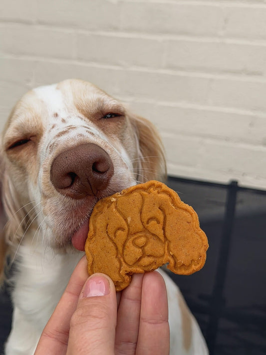 Spaniel