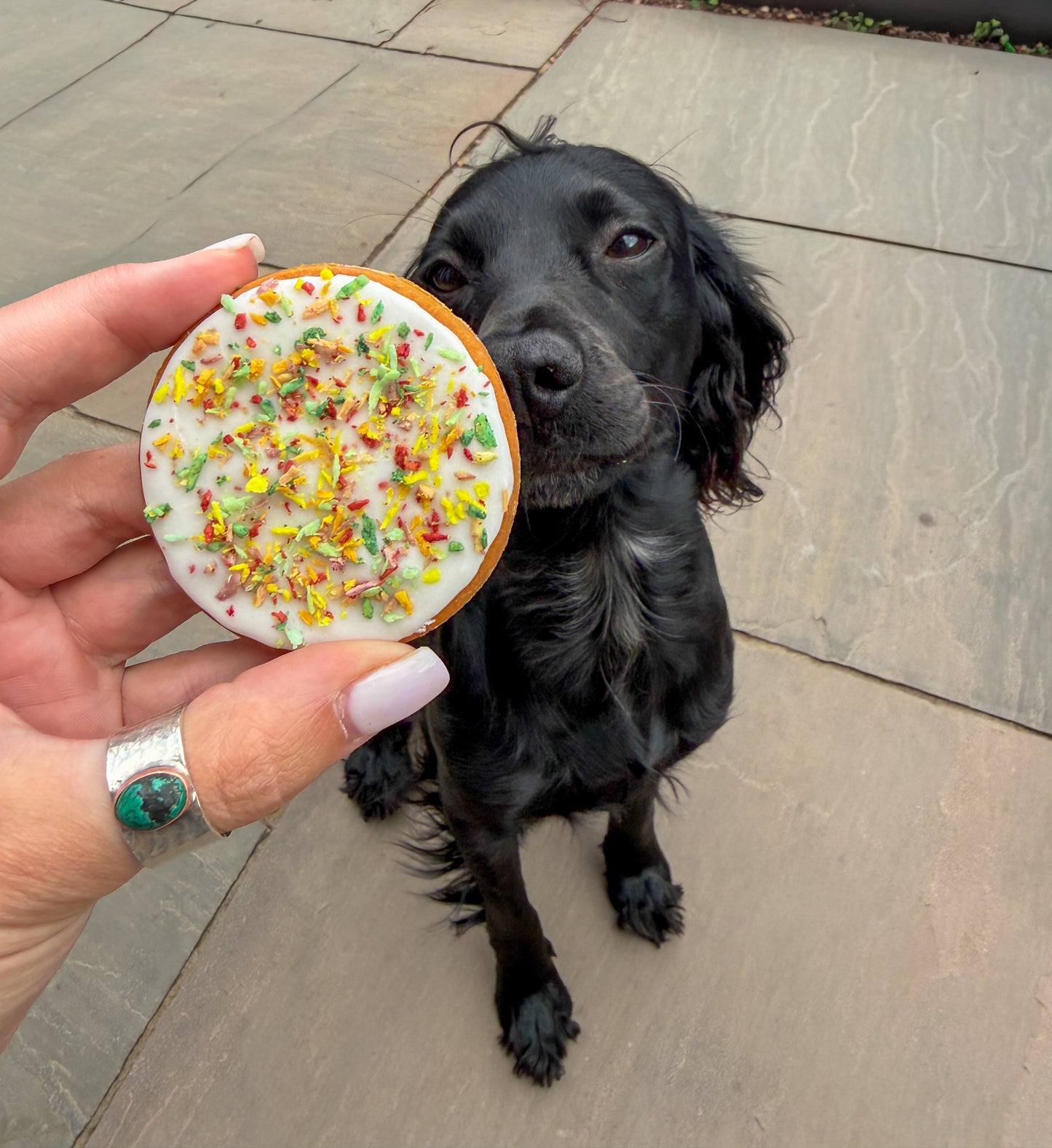 Iced biscuit of the month