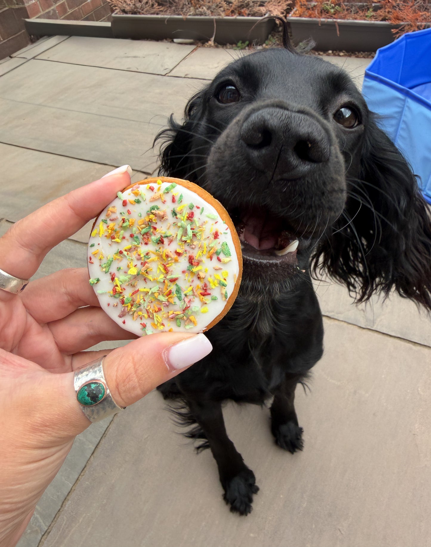 Iced biscuit of the month
