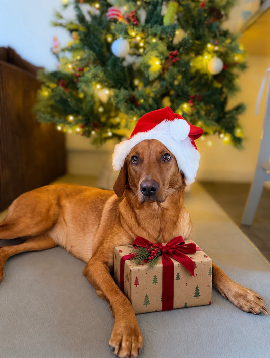 Dog Christmas Eve box